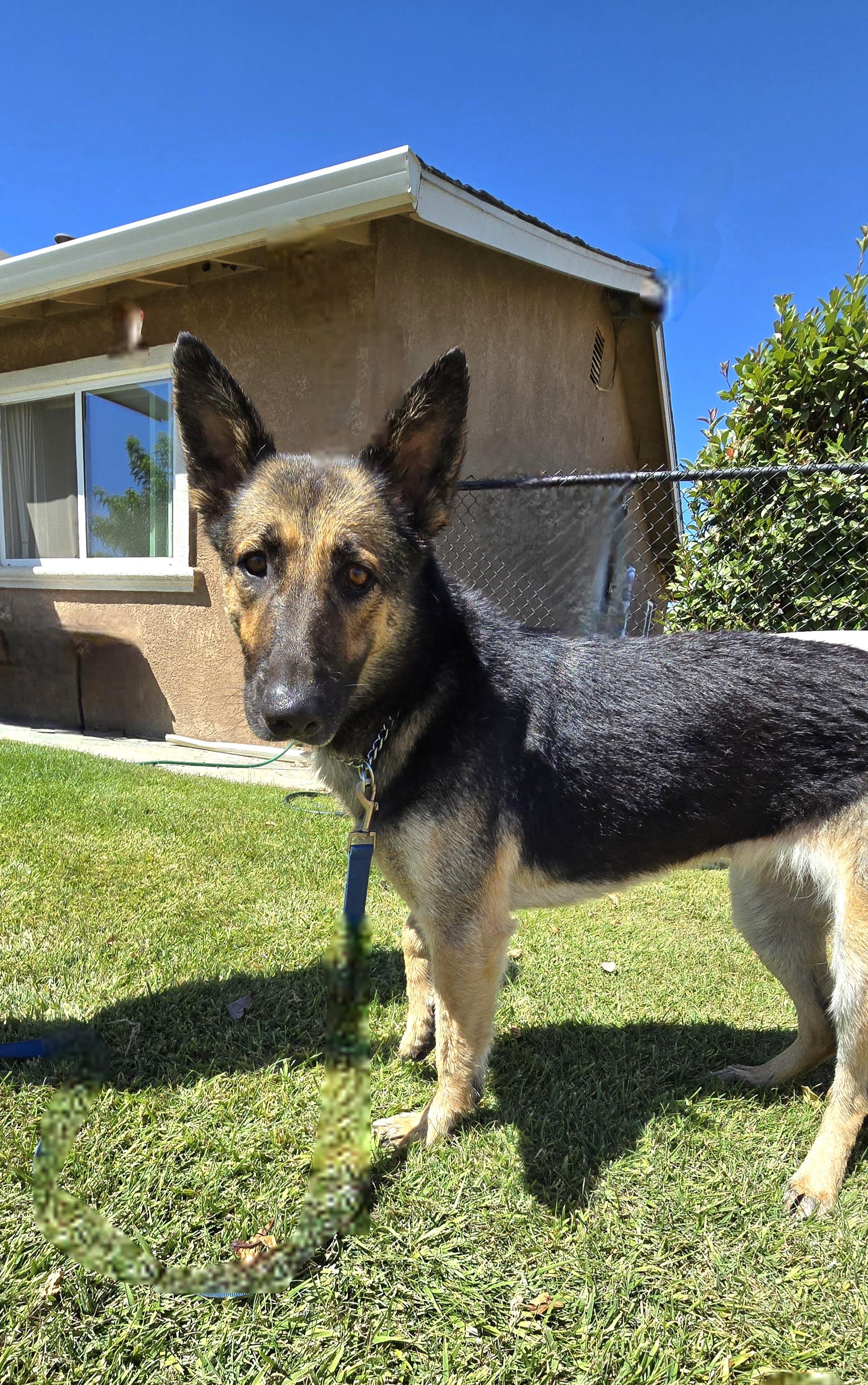 Penny, Adoptable, Adult Female German Shepherd Dog.