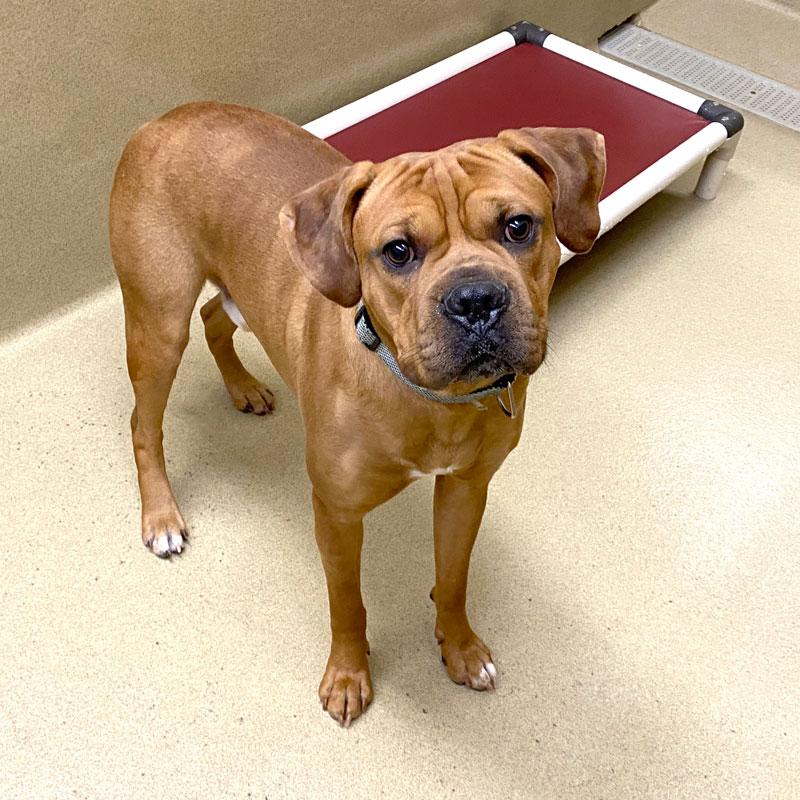 Abel #21793, ADOPTABLE, Adult Male Boxer.