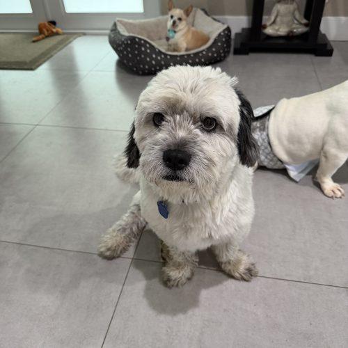 Enlarge Wilbur, a Adoptable mixed breed in Plantation, FL image 3/6