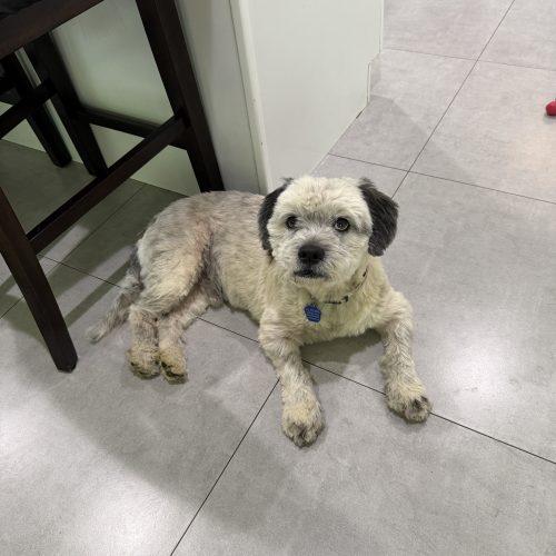 Enlarge Wilbur, a Adoptable mixed breed in Plantation, FL image 4/6