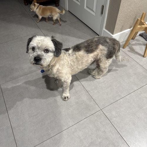 Enlarge Wilbur, a Adoptable mixed breed in Plantation, FL image 5/6