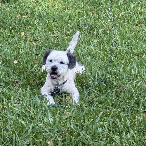 Enlarge Wilbur, a Adoptable mixed breed in Plantation, FL image 6/6