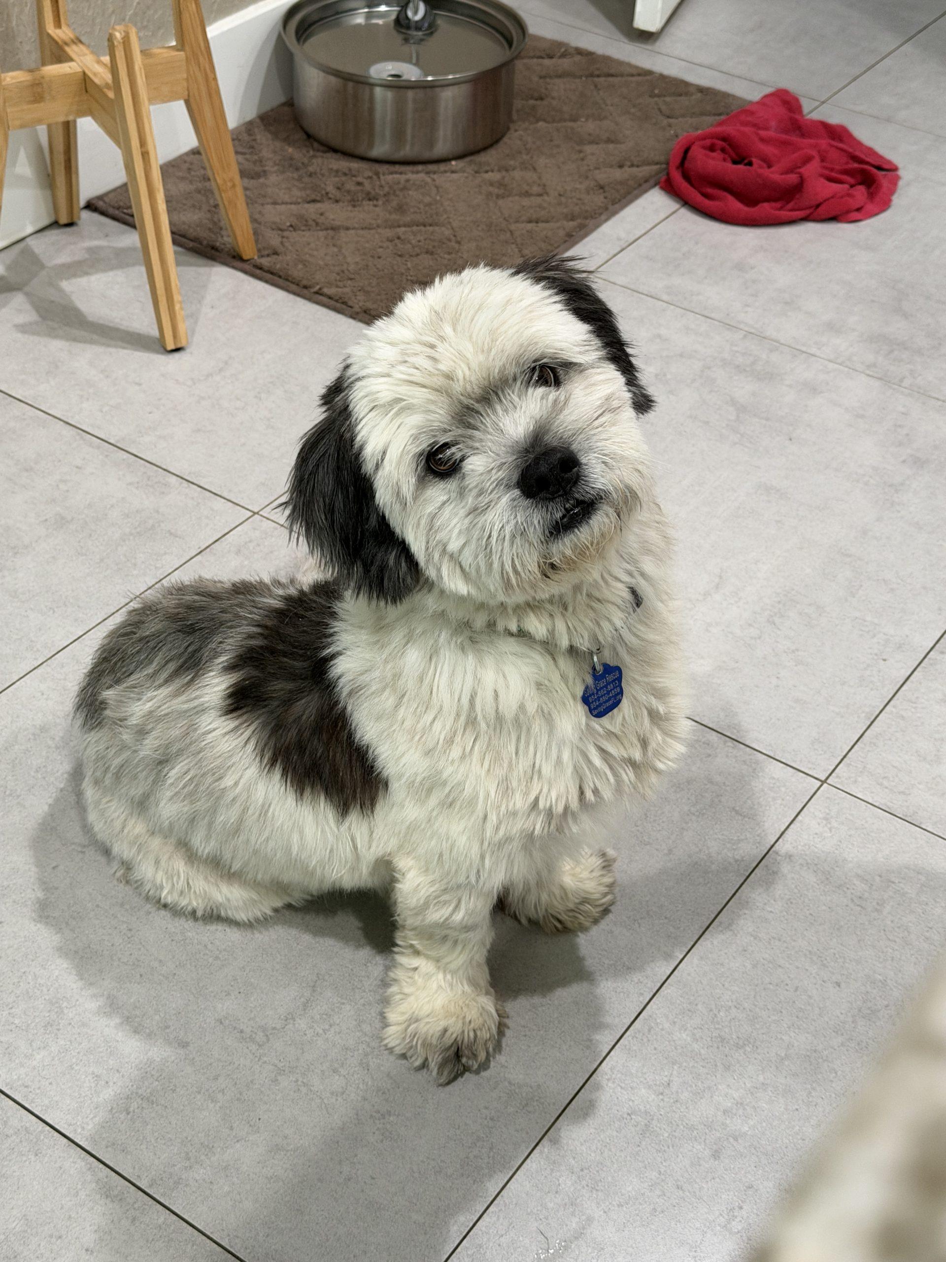 Enlarge Wilbur, a Adoptable mixed breed in Plantation, FL image 1/6