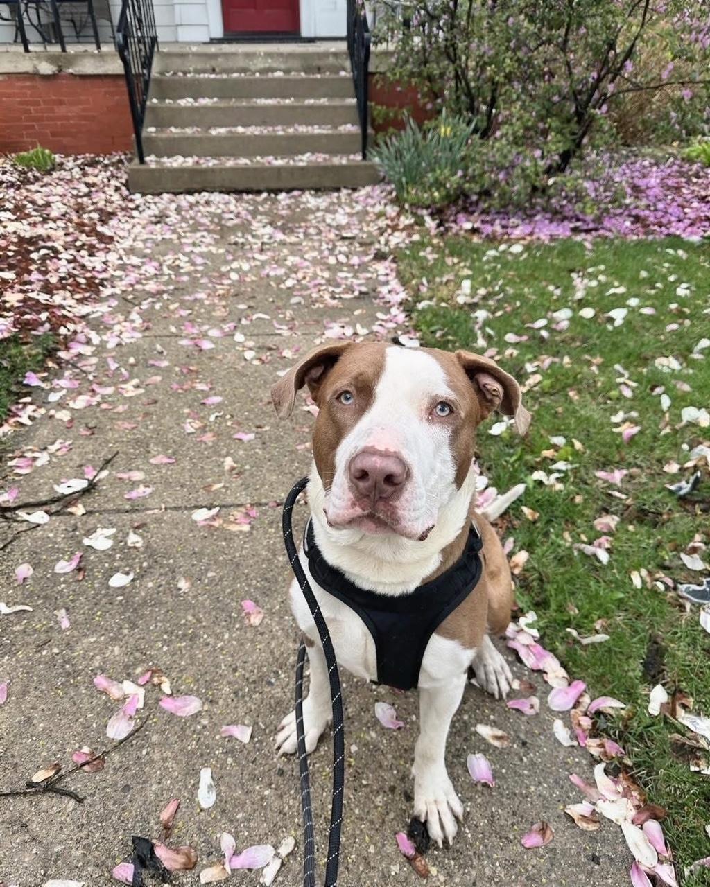 Reggie, ADOPTABLE, Young Male Mixed Breed.