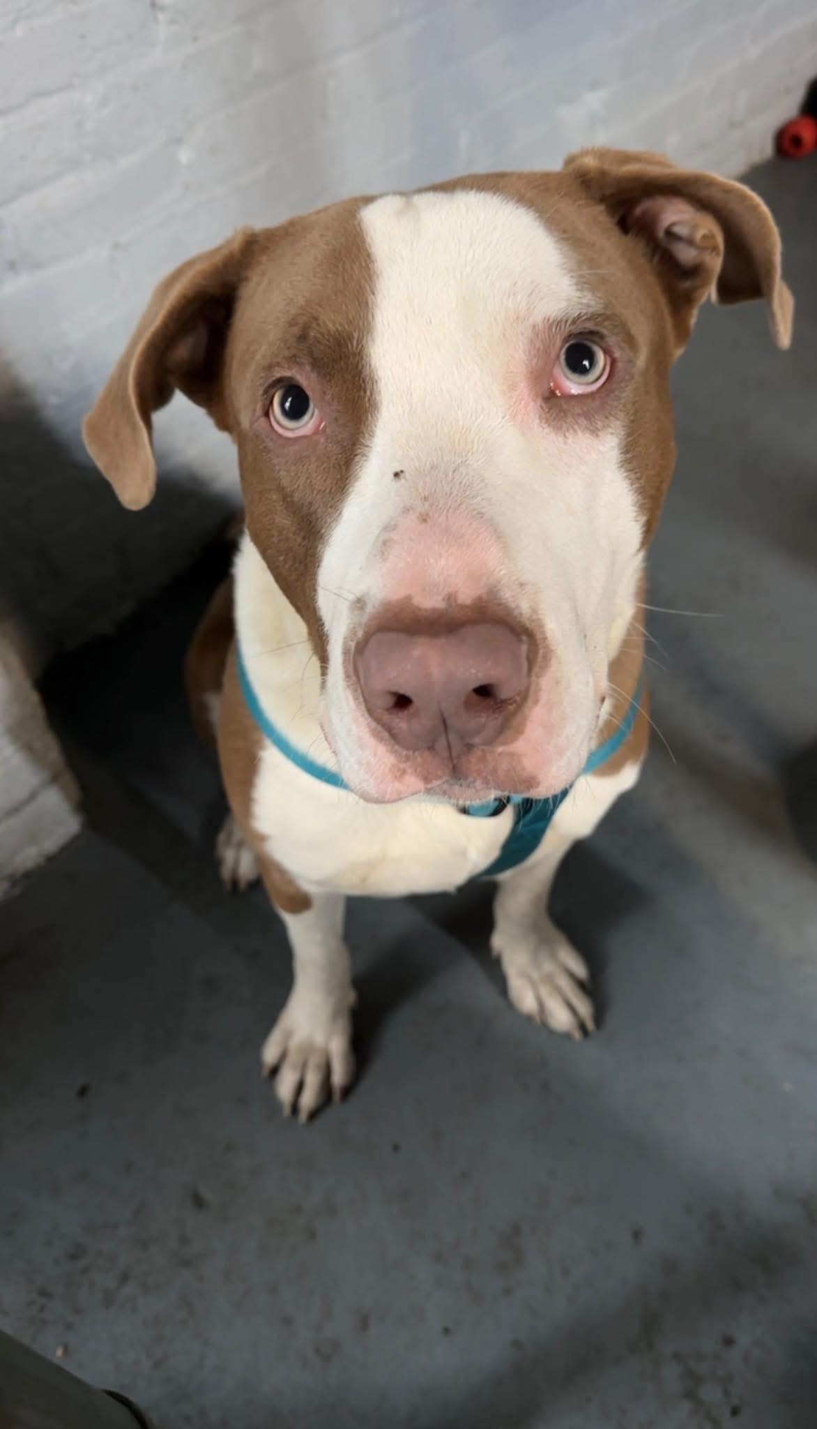 Enlarge Reggie, a ADOPTABLE Mixed Breed in Blue Island, IL image 3/3