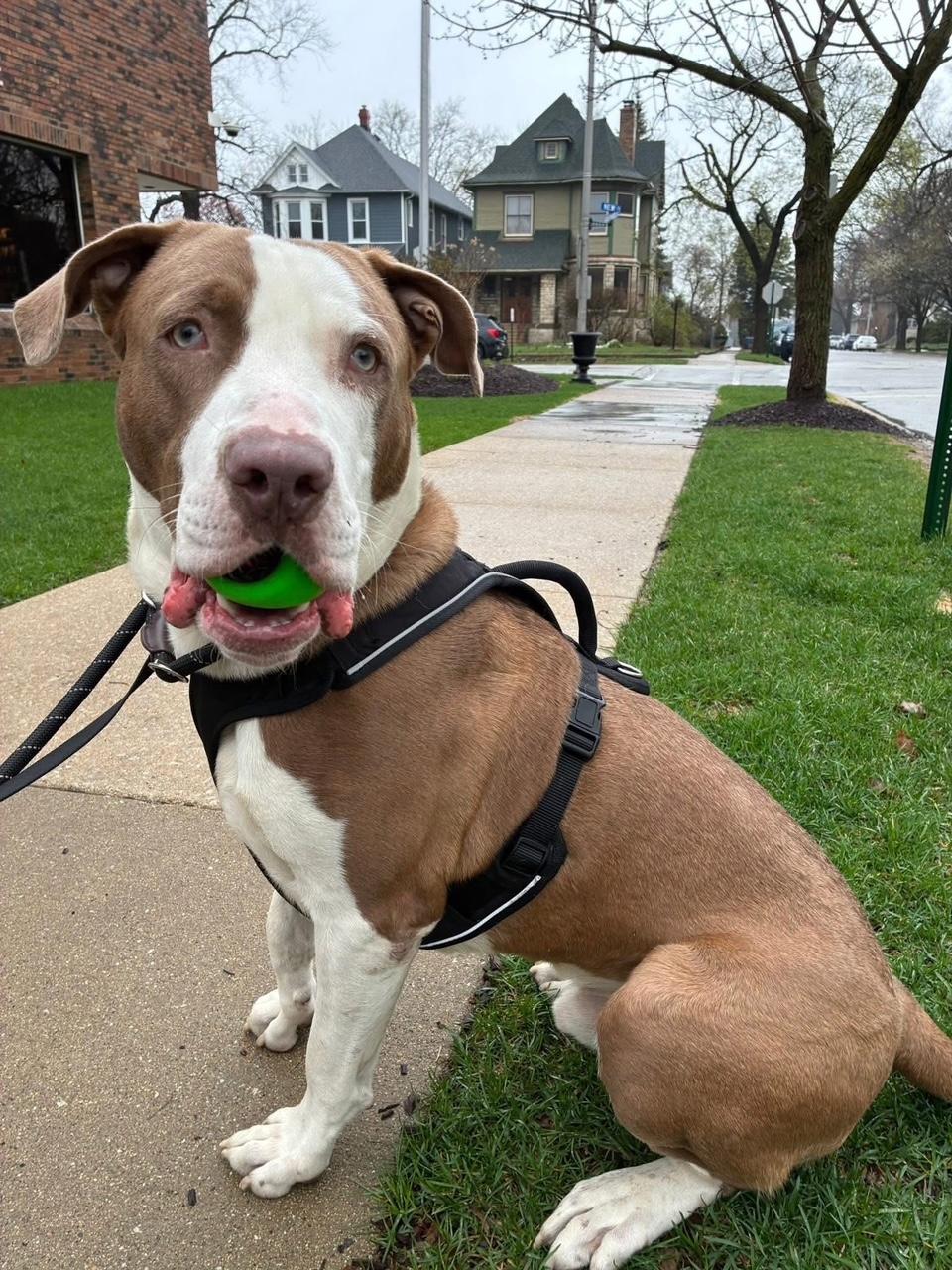Enlarge Reggie, a ADOPTABLE Mixed Breed in Blue Island, IL image 2/3