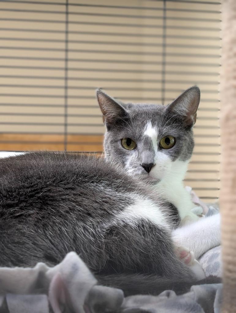 Enlarge Primrose, a Adoptable mixed breed in Magnolia, TX image 2/3