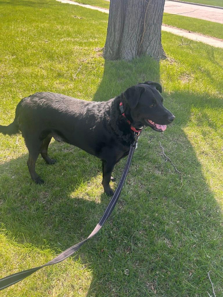 Enlarge Toby, a Adoptable mixed breed in Fond Du Lac, WI image 1/5