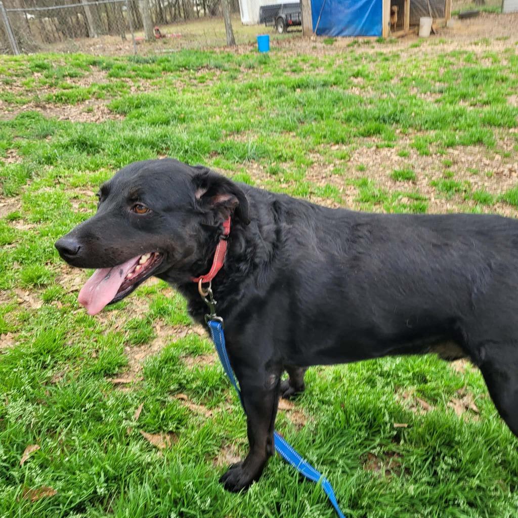 Toby, Adoptable, Adult Male Mixed Breed.