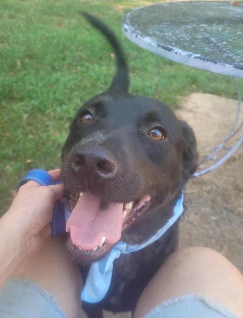 Enlarge Toby, a Adoptable mixed breed in Fond Du Lac, WI image 1/5