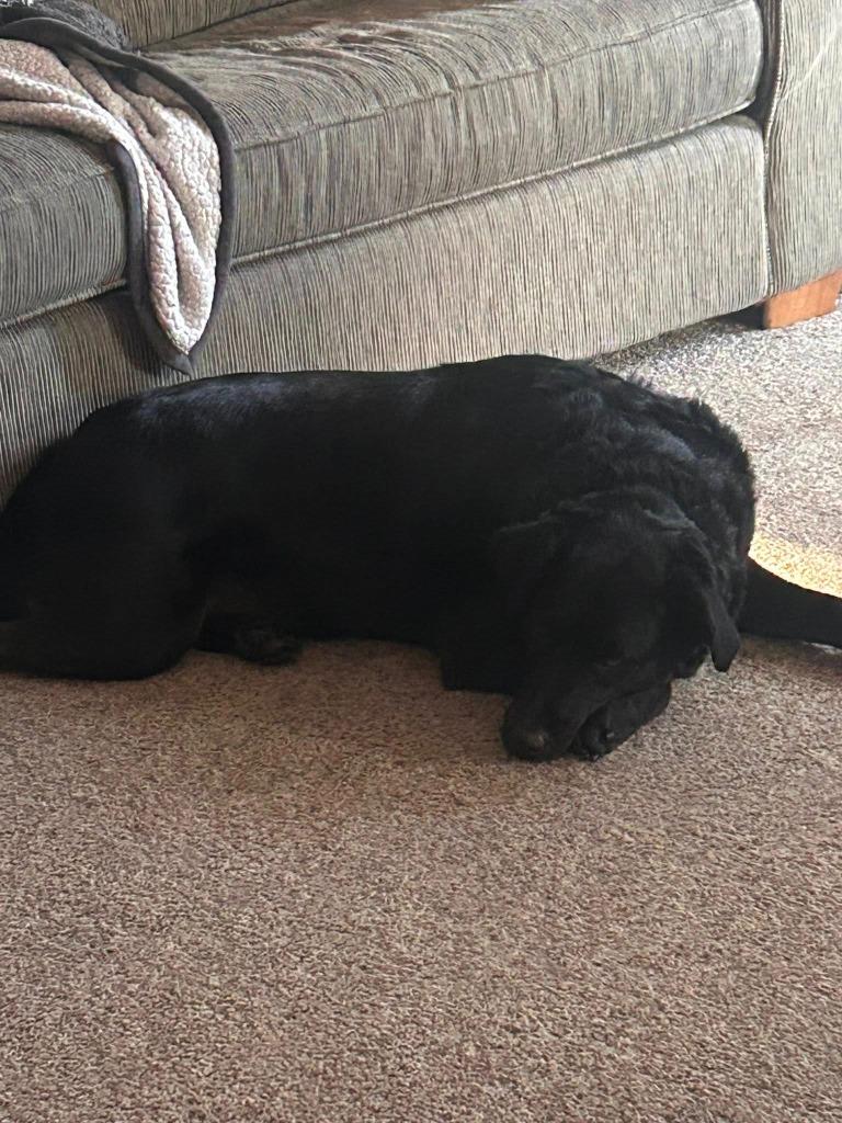 Enlarge Toby, a Adoptable mixed breed in Fond Du Lac, WI image 2/5