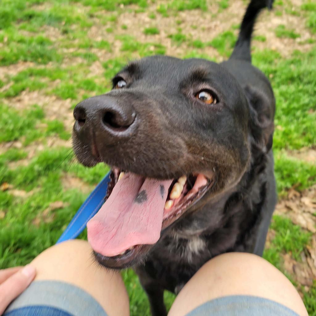 Toby, a Adoptable mixed breed in Fond Du Lac, WI image 3/6