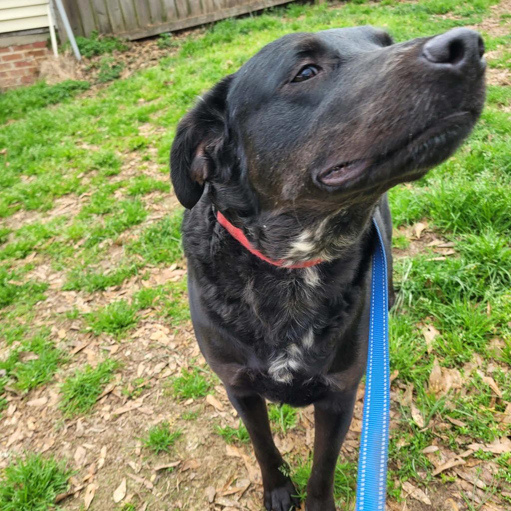 Enlarge Toby, a Adoptable mixed breed in Fond Du Lac, WI image 4/5