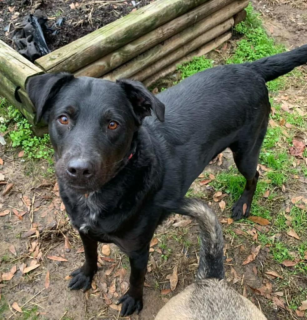 Enlarge Toby, a Adoptable mixed breed in Fond Du Lac, WI image 3/5