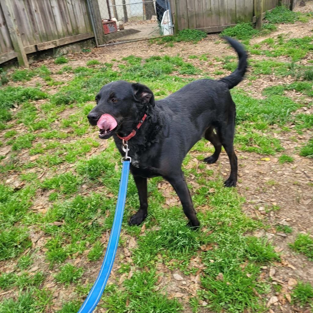 Toby, a Adoptable mixed breed in Fond Du Lac, WI image 5/6
