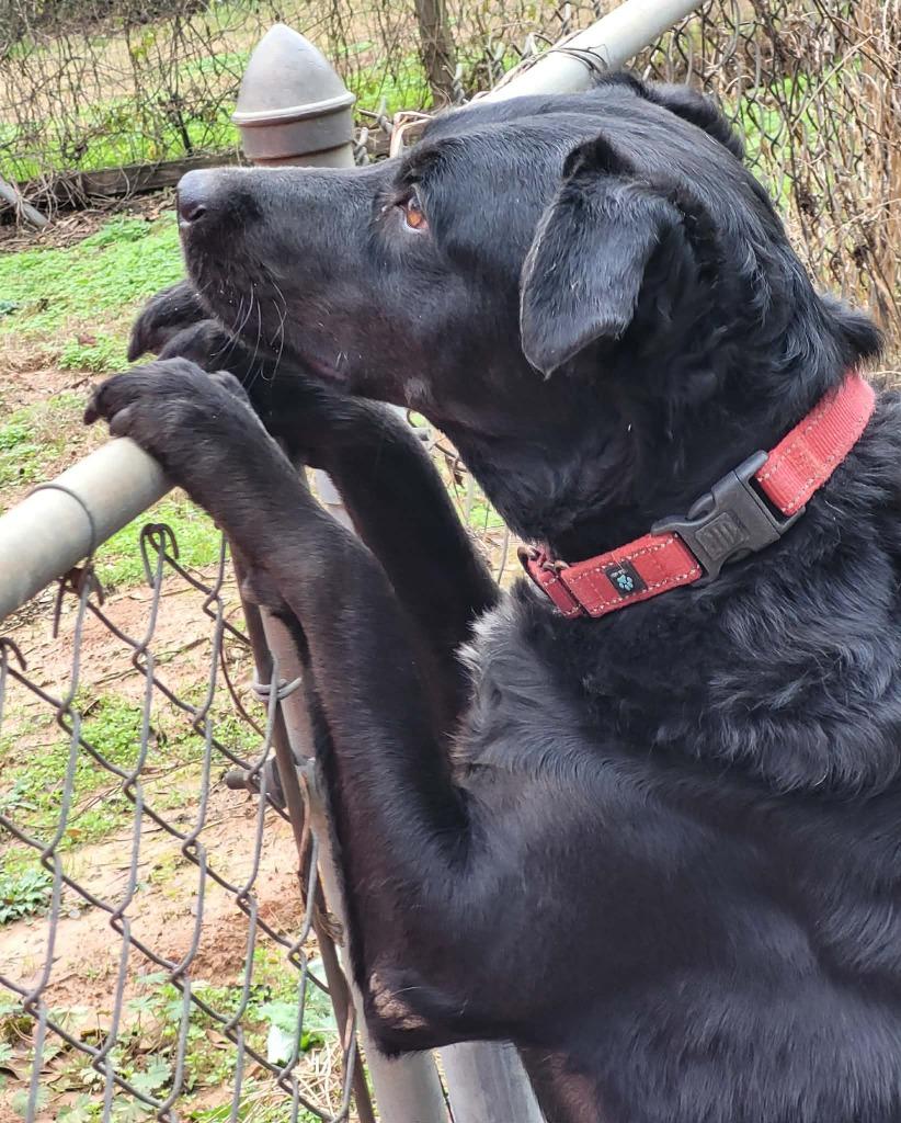 Enlarge Toby, a Adoptable mixed breed in Fond Du Lac, WI image 4/5