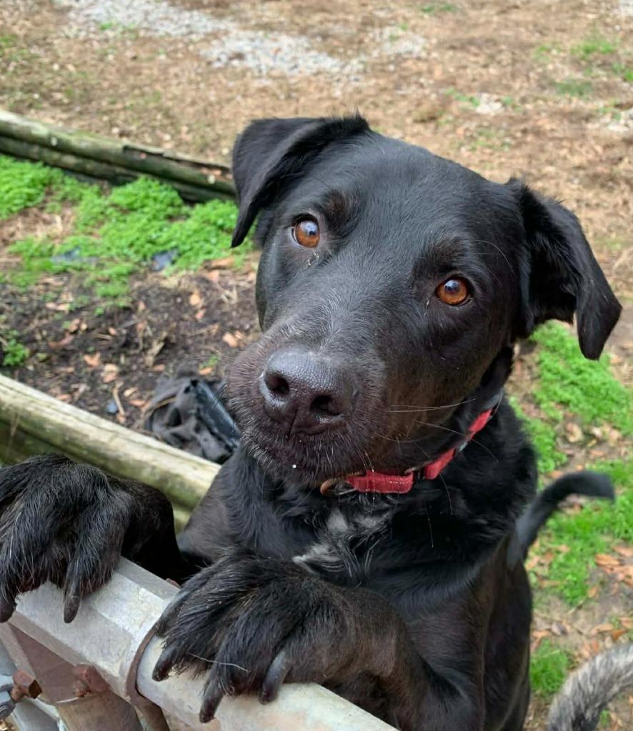 Toby, a Adoptable mixed breed in Fond Du Lac, WI image 4/5