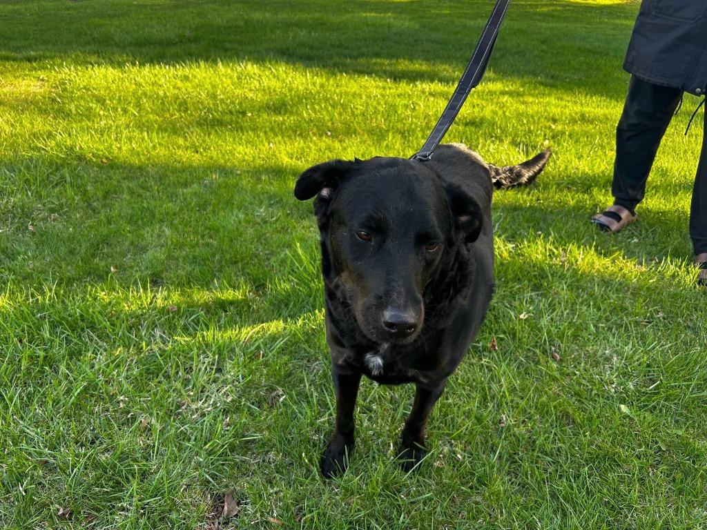 Enlarge Toby, a Adoptable mixed breed in Fond Du Lac, WI image 5/5