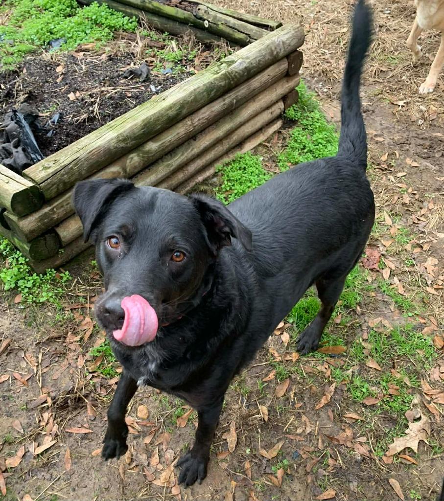 Enlarge Toby, a Adoptable mixed breed in Fond Du Lac, WI image 5/5