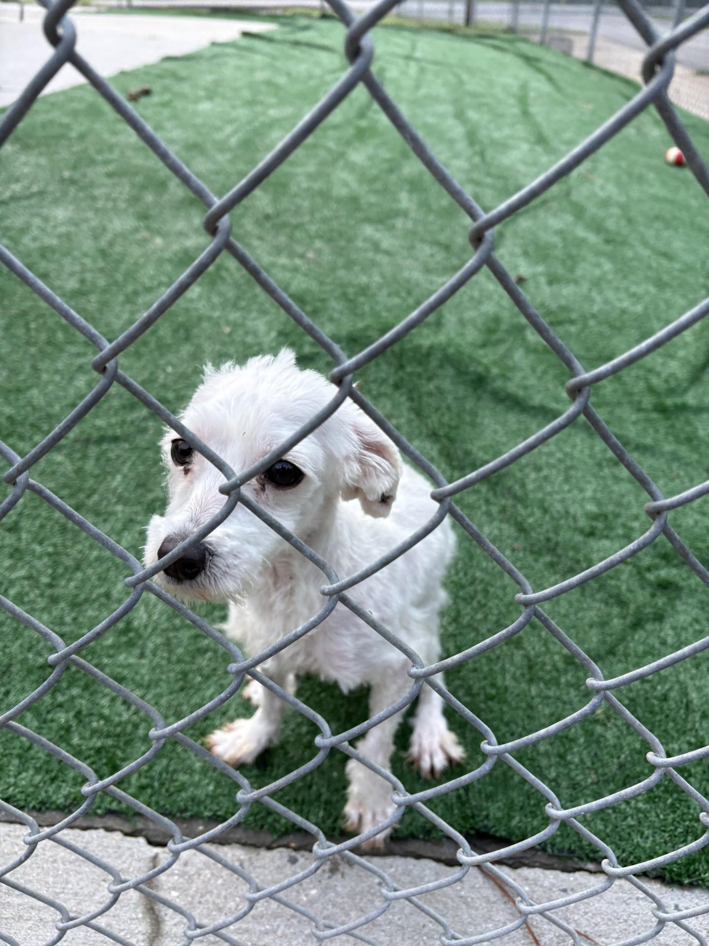 Peach, an adopted mixed breed in Ashland, VA image 2/3