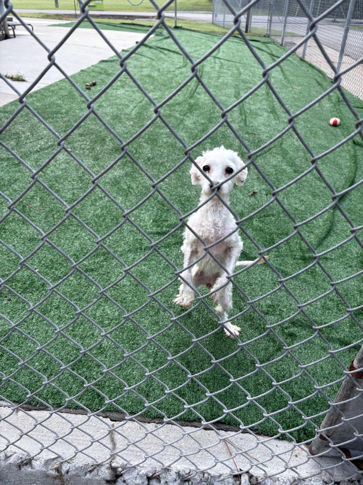 Peach, an adopted mixed breed in Ashland, VA image 3/3