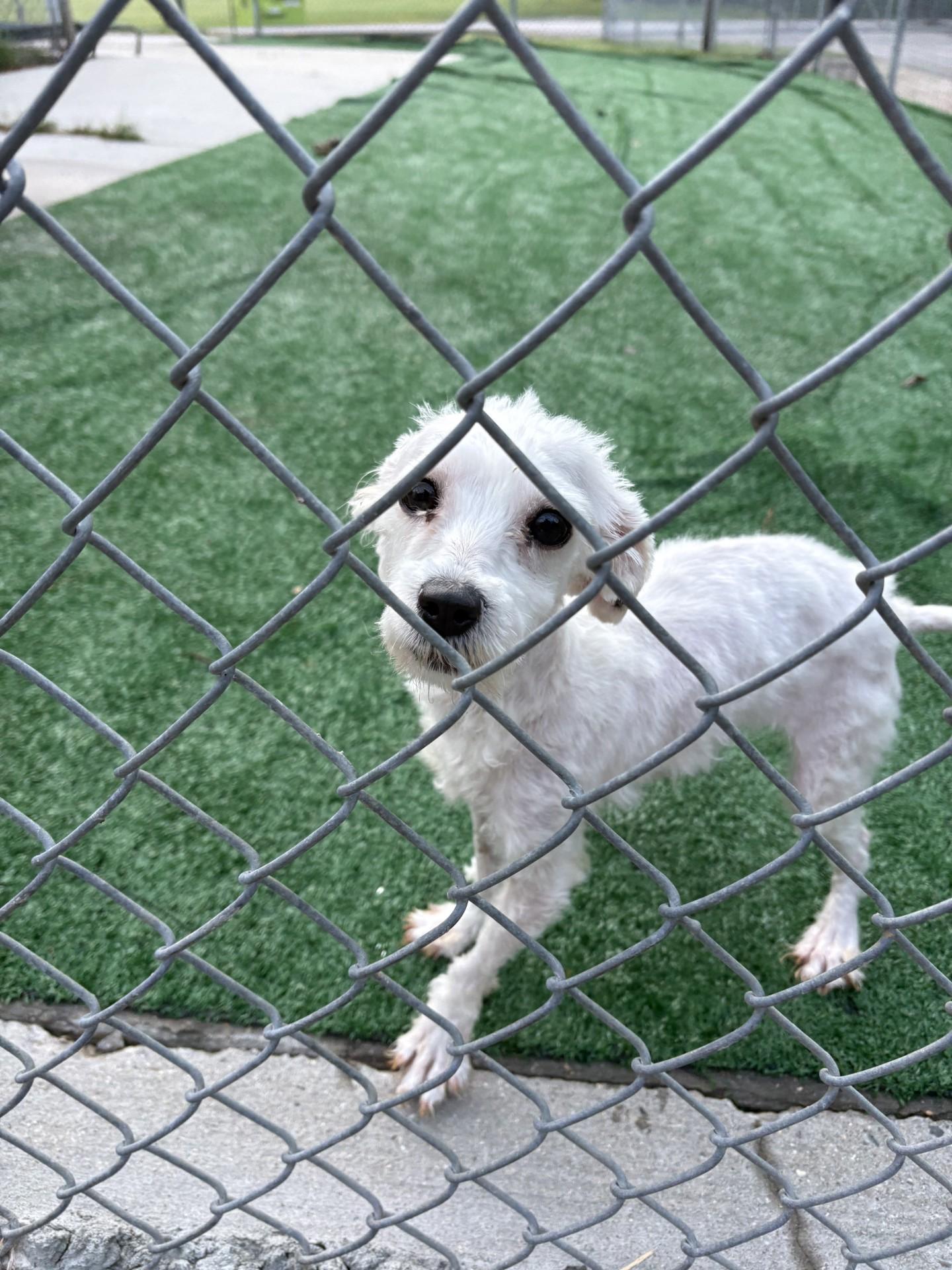 Peach, an adopted mixed breed in Ashland, VA image 1/3