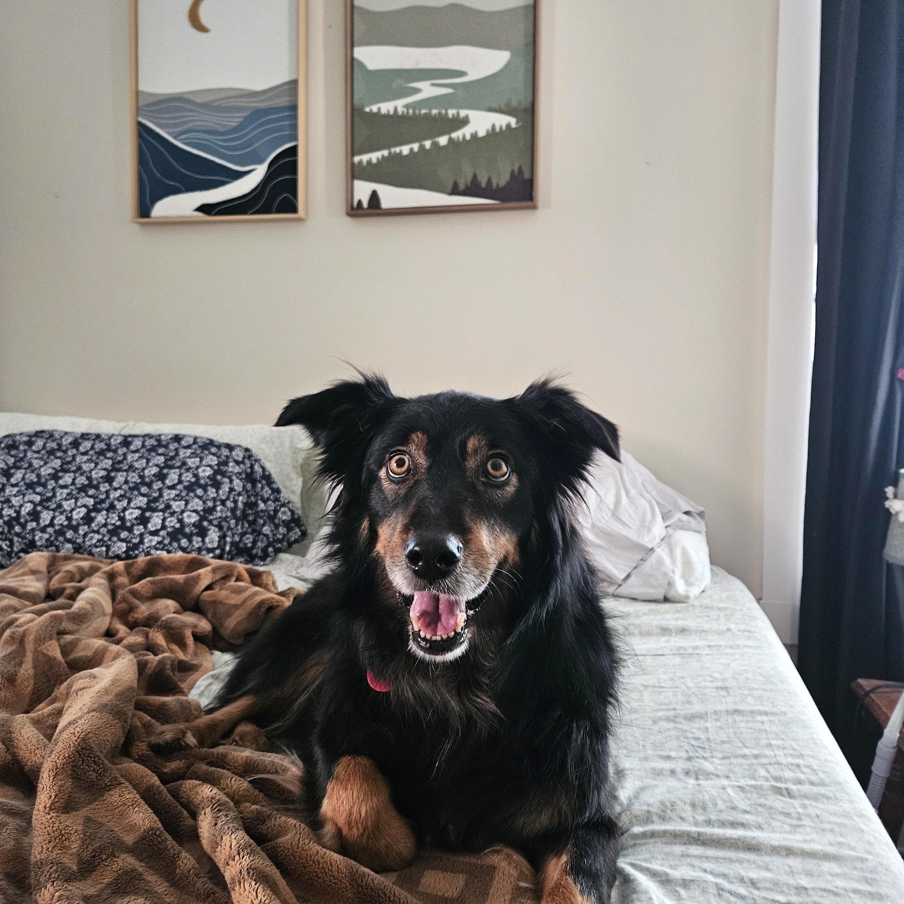 Jovie Noel, ADOPTABLE, Adult Female Australian Shepherd.