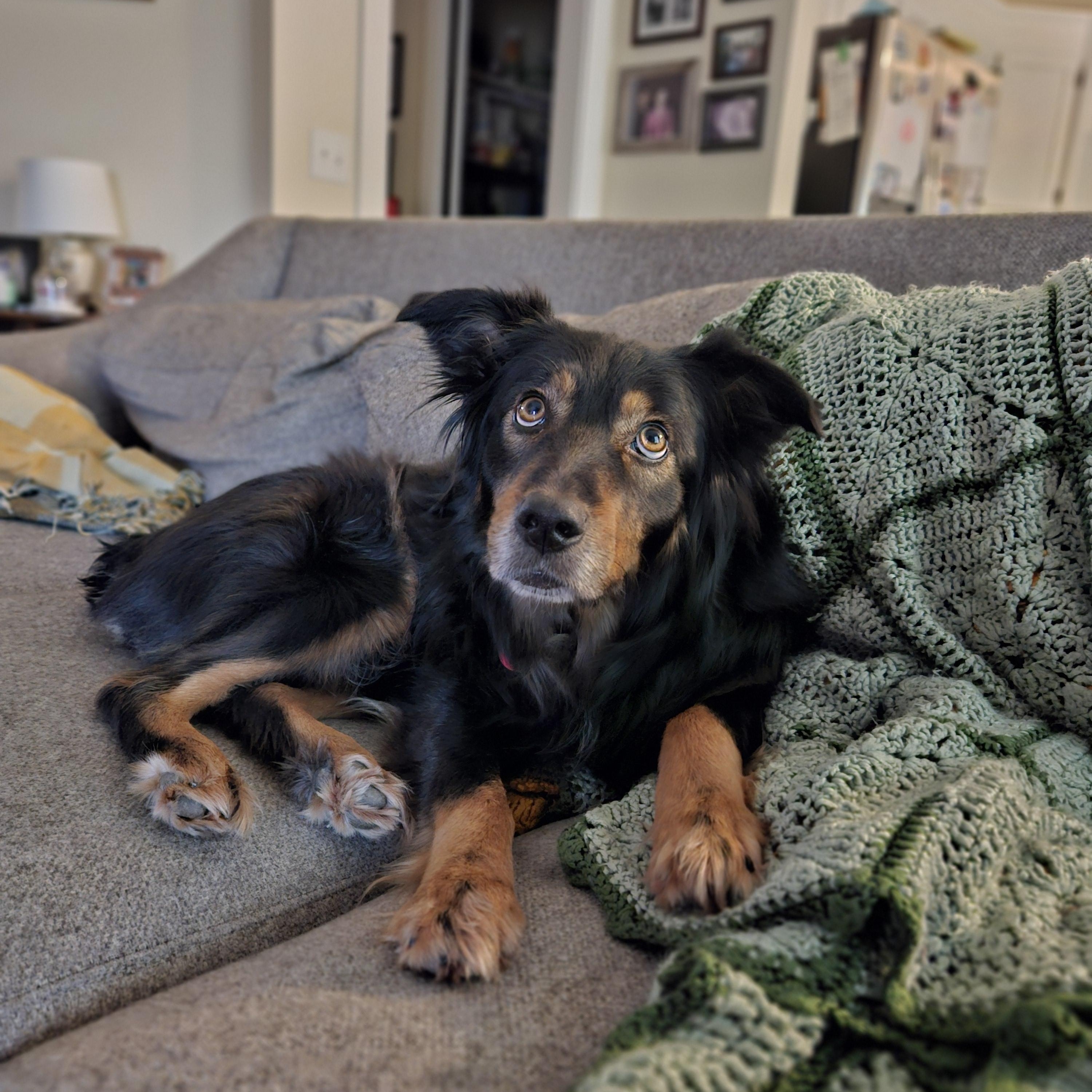 Enlarge Jovie Noel, a ADOPTABLE mixed breed in Franklin, TN image 5/6