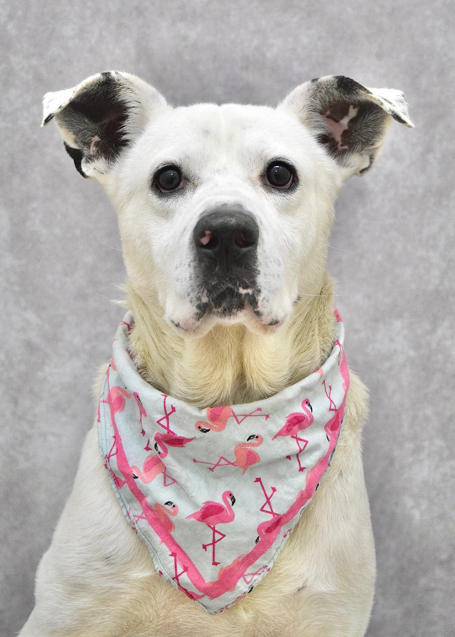 Wyatt, a ADOPTABLE mixed breed in Dublin, CA image 1/6