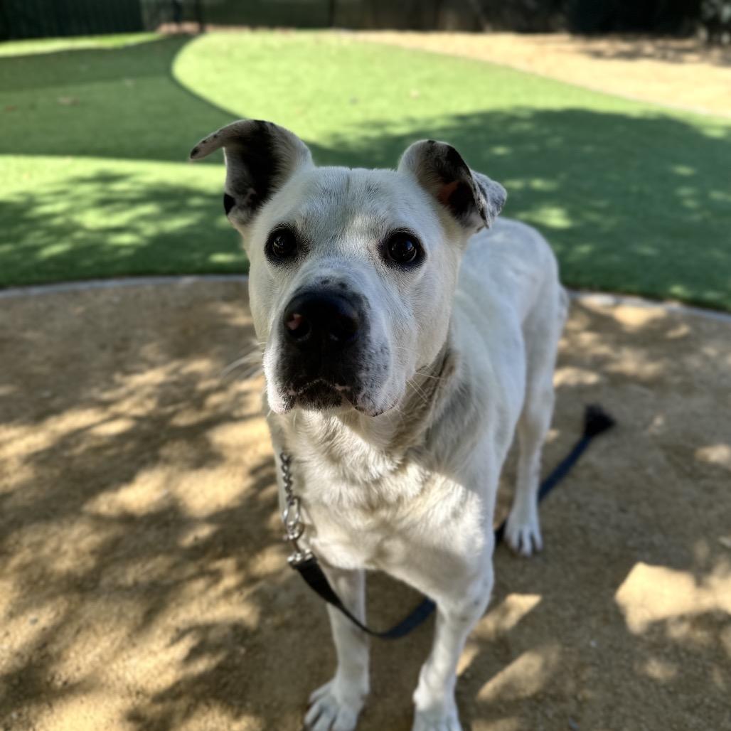 Wyatt, a ADOPTABLE mixed breed in Dublin, CA image 4/6