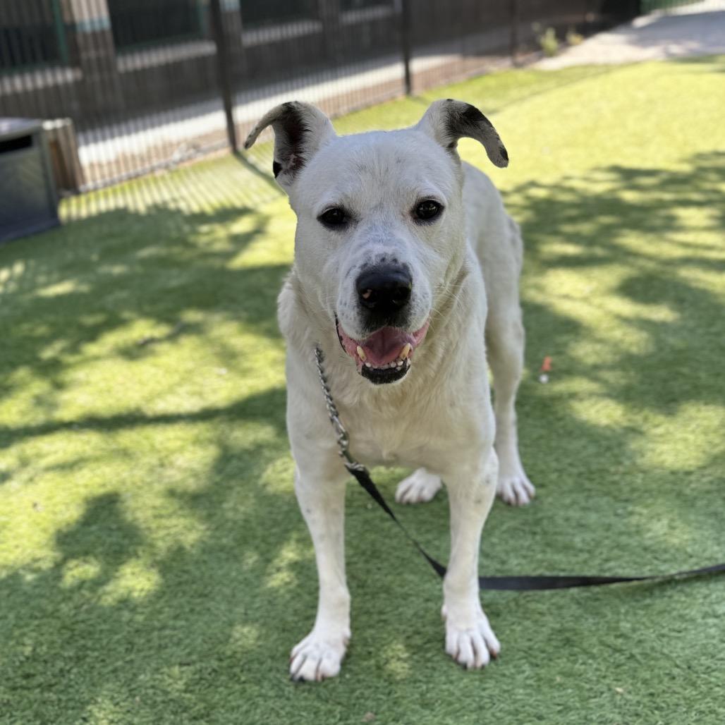 Wyatt, a ADOPTABLE mixed breed in Dublin, CA image 3/6