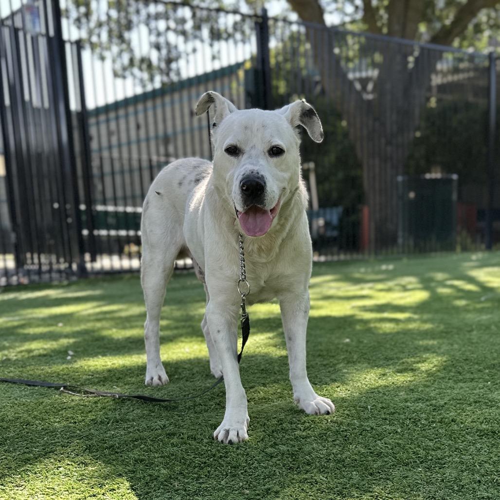 Wyatt, a ADOPTABLE mixed breed in Dublin, CA image 6/6