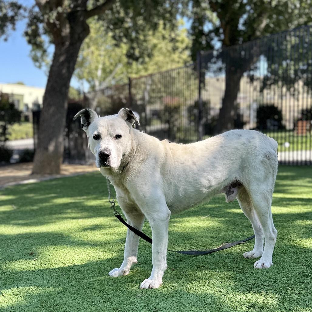 Wyatt, a ADOPTABLE mixed breed in Dublin, CA image 5/6