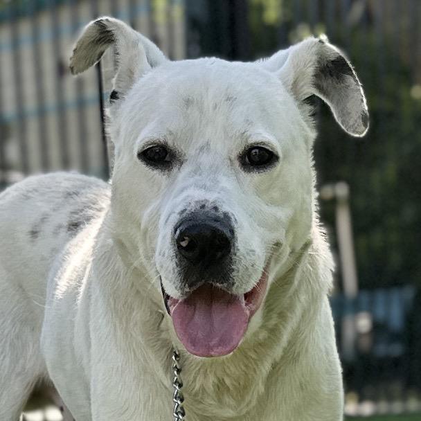 Wyatt, a ADOPTABLE mixed breed in Dublin, CA image 2/6