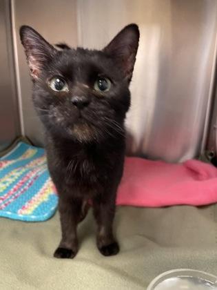 Enlarge Claudia, a Adoptable mixed breed in Independence, MO image 1/1