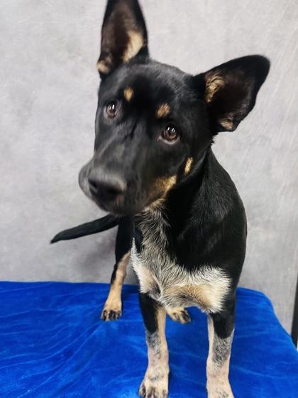 Enlarge Halo, a Adoptable mixed breed in Cedar Hill, TX image 1/2