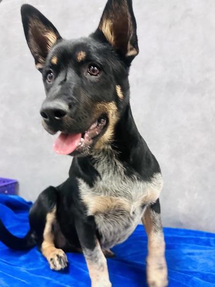 Enlarge Halo, a Adoptable mixed breed in Cedar Hill, TX image 2/2