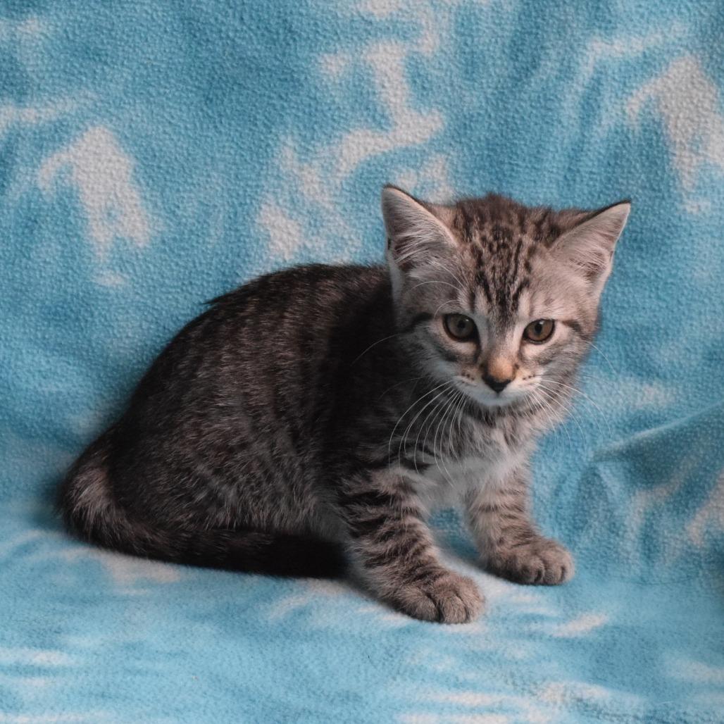 Tulle, Adoptable, Kitten Male Domestic Short Hair.