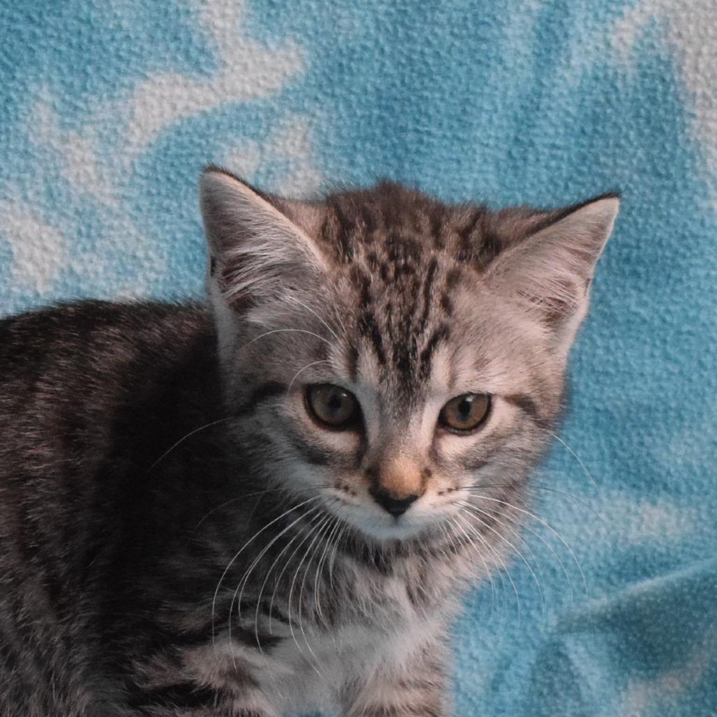 Tulle, a Adoptable Domestic Short Hair in Eureka, CA image 2/3