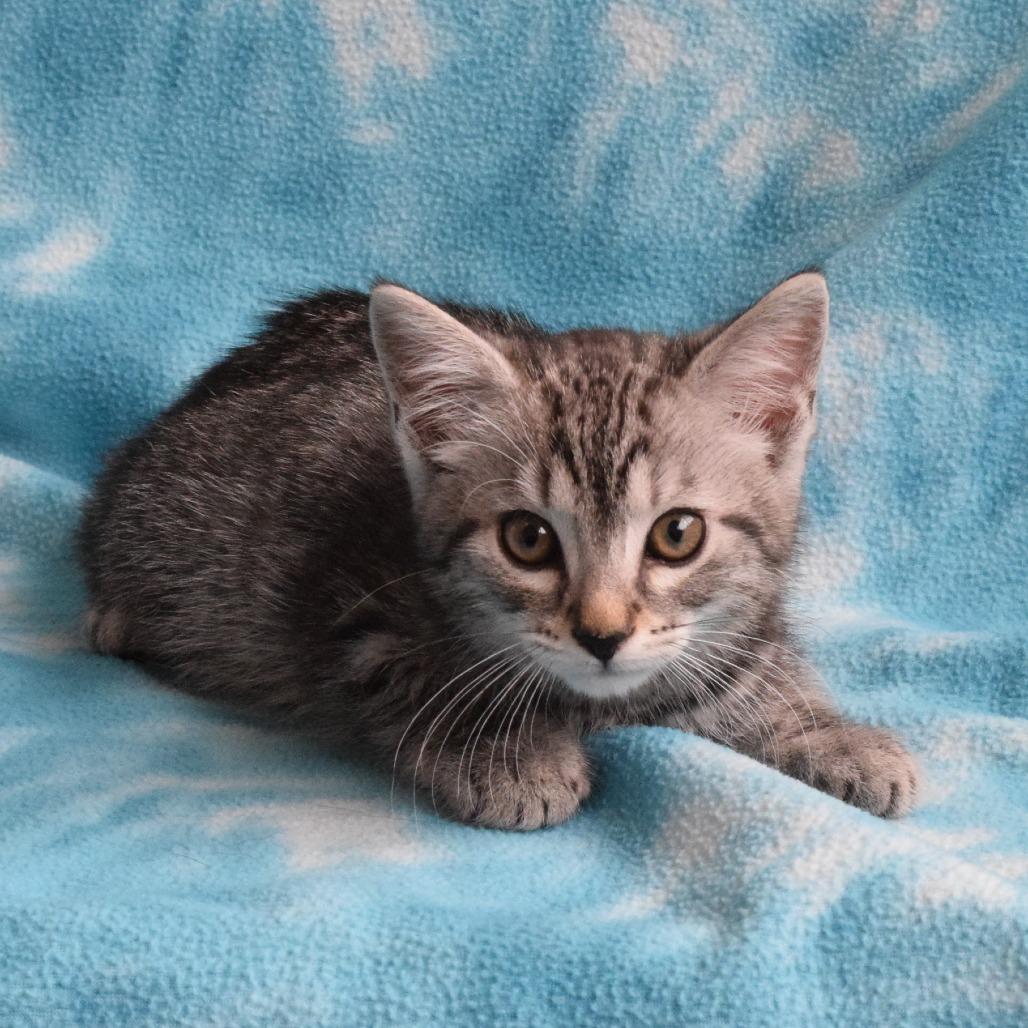 Tulle, a Adoptable Domestic Short Hair in Eureka, CA image 3/3