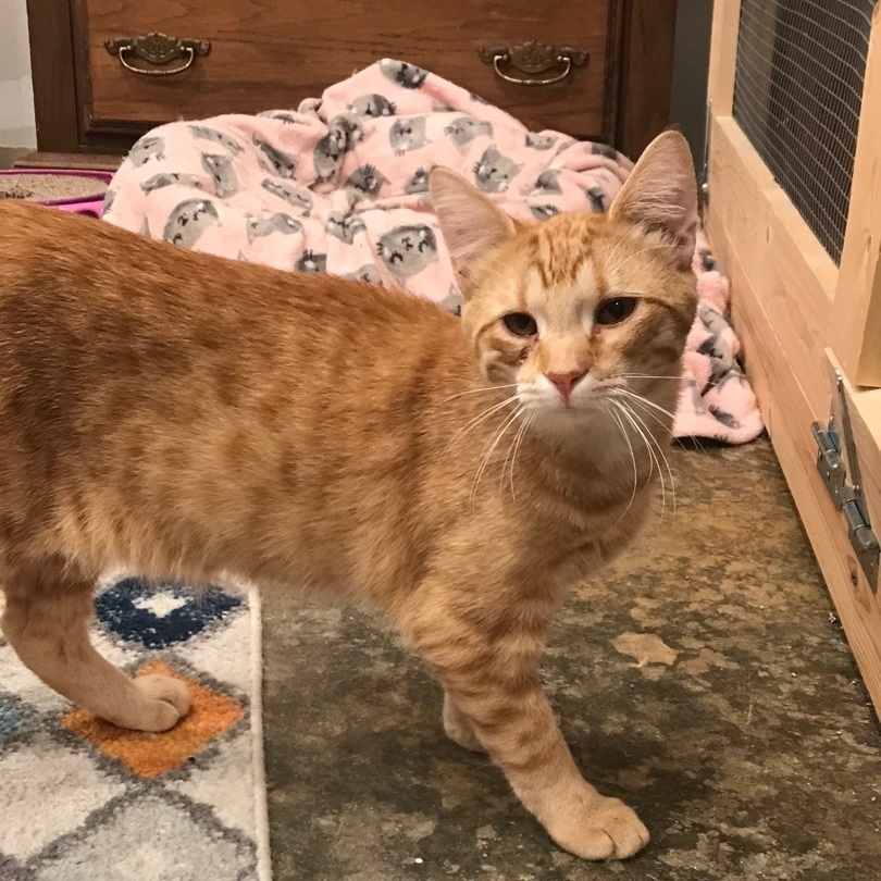 Toast, Adoptable, Young Male Domestic Short Hair.