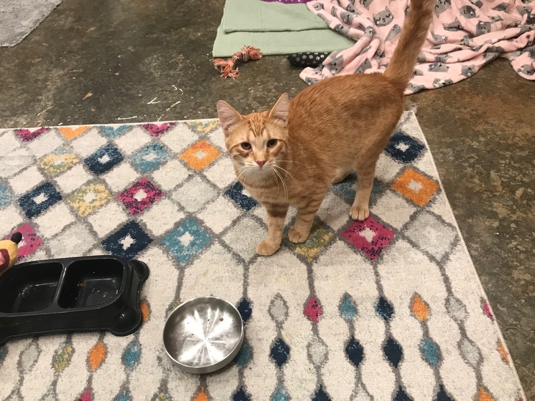 Toast, a Adoptable Domestic Short Hair in Hopkinsville, KY image 2/2