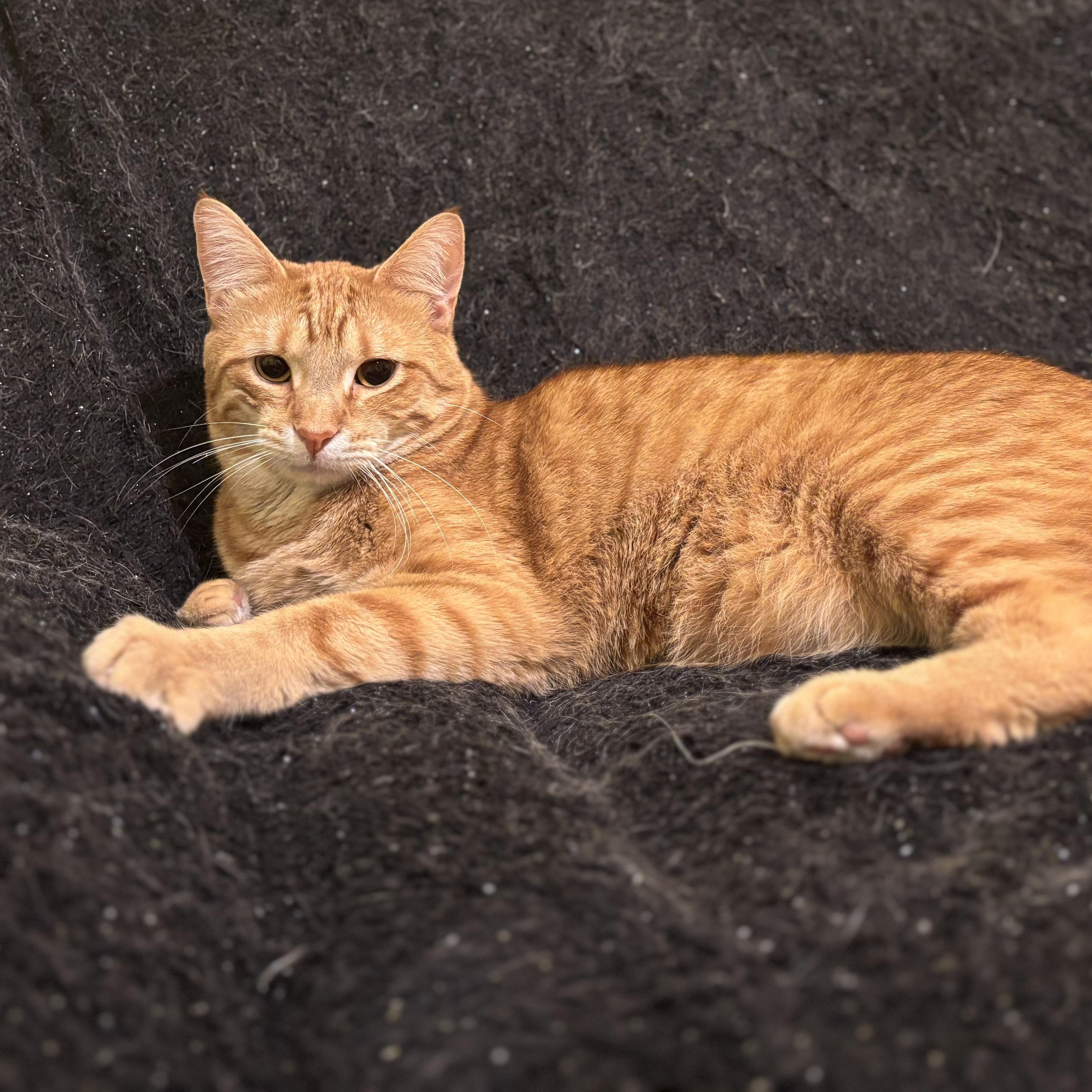 Enlarge Toast, a Adoptable Domestic Short Hair in Hopkinsville, KY image 1/1