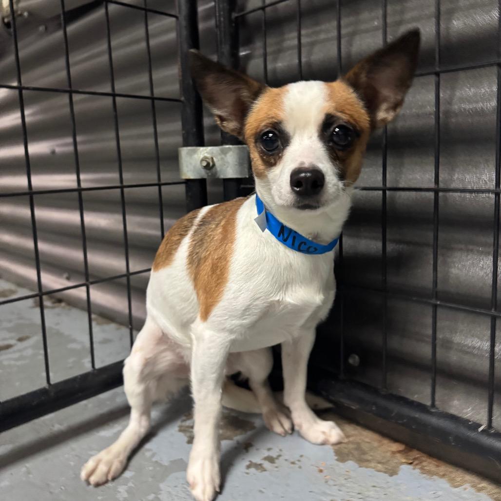 Enlarge Nico, a Adoptable Terrier in Tacoma, WA image 1/2