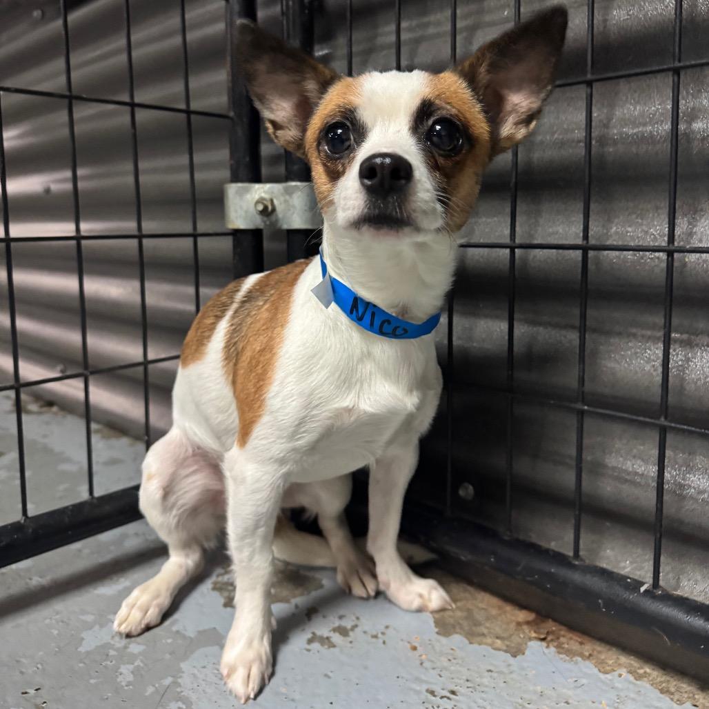 Enlarge Nico, a Adoptable Terrier in Tacoma, WA image 2/2