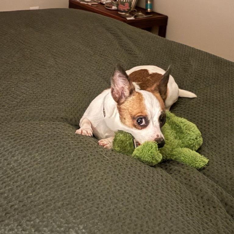 Nico, a Adoptable Terrier in Tacoma, WA image 3/6