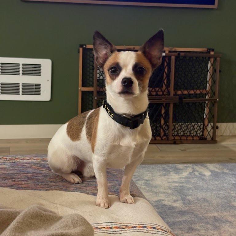 Nico, a Adoptable Terrier in Tacoma, WA image 4/6