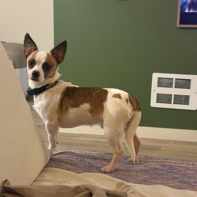 Nico, a Adoptable Terrier in Tacoma, WA image 6/6