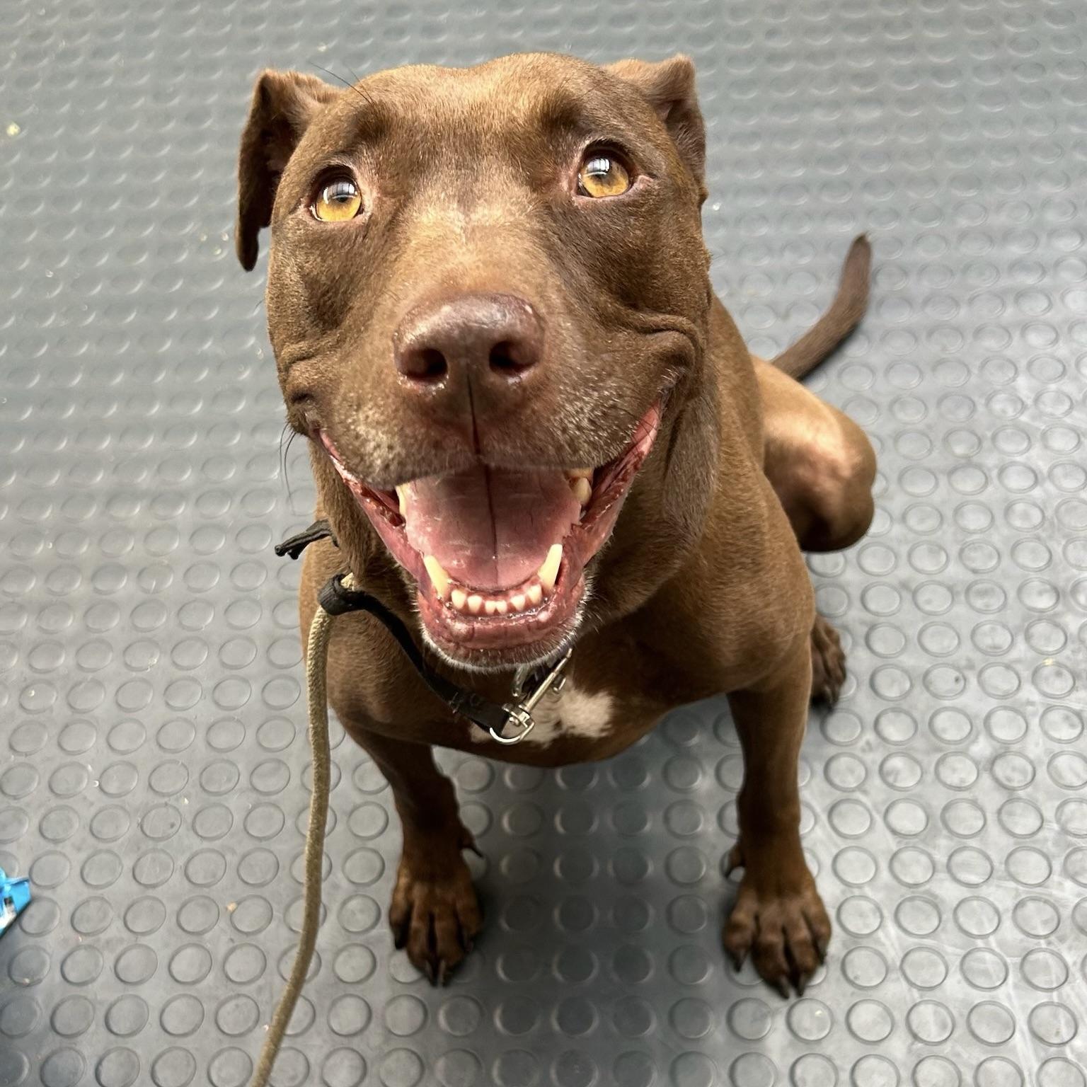 Enlarge Sadee, a Adoptable mixed breed in Huntington Beach, CA image 3/6