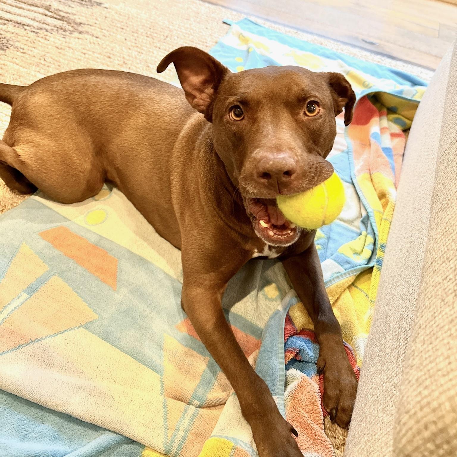 Enlarge Sadee, a ADOPTABLE mixed breed in Huntington Beach, CA image 3/6